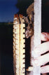 Lepakonpönttö, kaksikammioinen Schwegler Bat Box 2F with double front panel